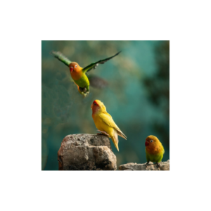 Ωδικά Πτηνά